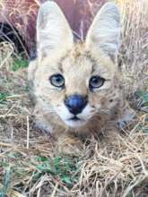 Cheetah Experience - Serval