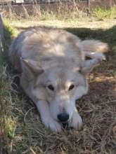 Cheetah Experience - White Wolf