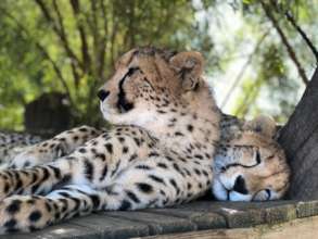 Cheetah Experience - 2 female cheetahs