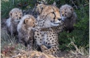 Save Big Cats From Extinction In Africa