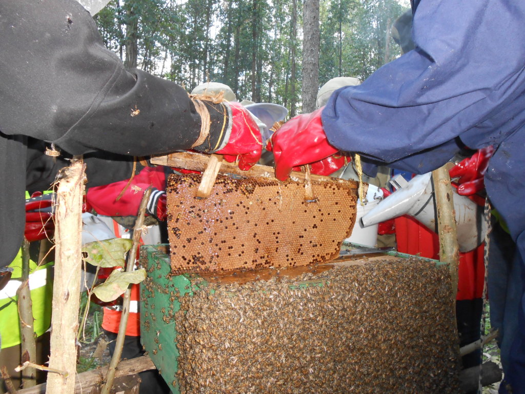 Protection of Bees in 10 Villages of D.R. Congo