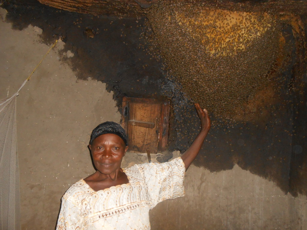 Protection of Bees in 10 Villages of D.R. Congo