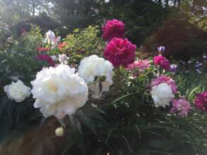 Peonies in the Spring