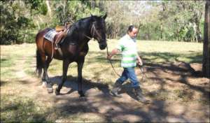 Lonely Horses