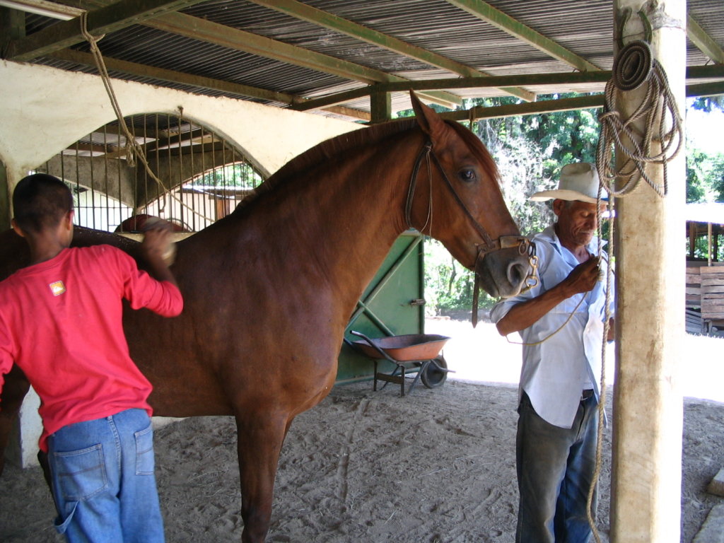 Provide HorseTHERAPY to 50 Nicaraguan Children