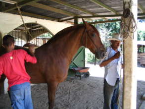 Jacaranda our first horse  owned by Don Alvaro Rey