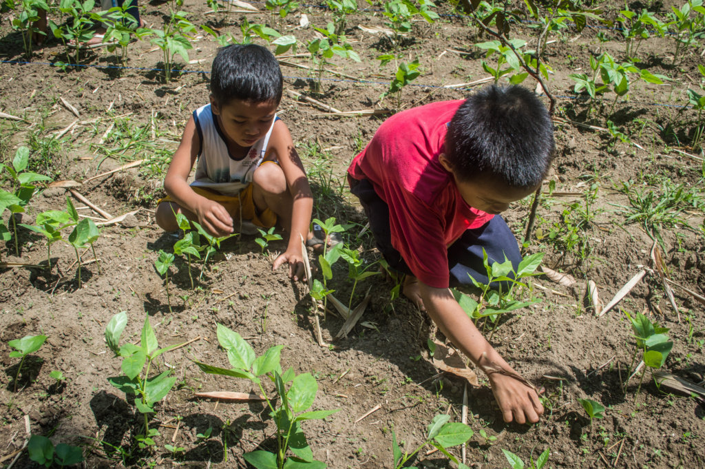 Help Us Plant 1 Hectare of Philippine Native Trees