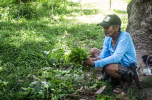 Community members prepare seedlings for planting