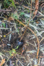 Ready for planting