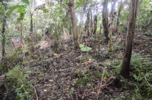 Barren forests