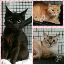 Displaced cats from Rockport, TX
