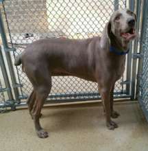 Luna; displaced pup from Rockport, TX