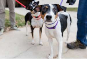 Dogs received multiple walks each day