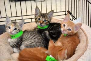 Rescued kittens from Hurricane Harvey