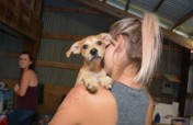 Helping the animals affected Hurricane Harvey