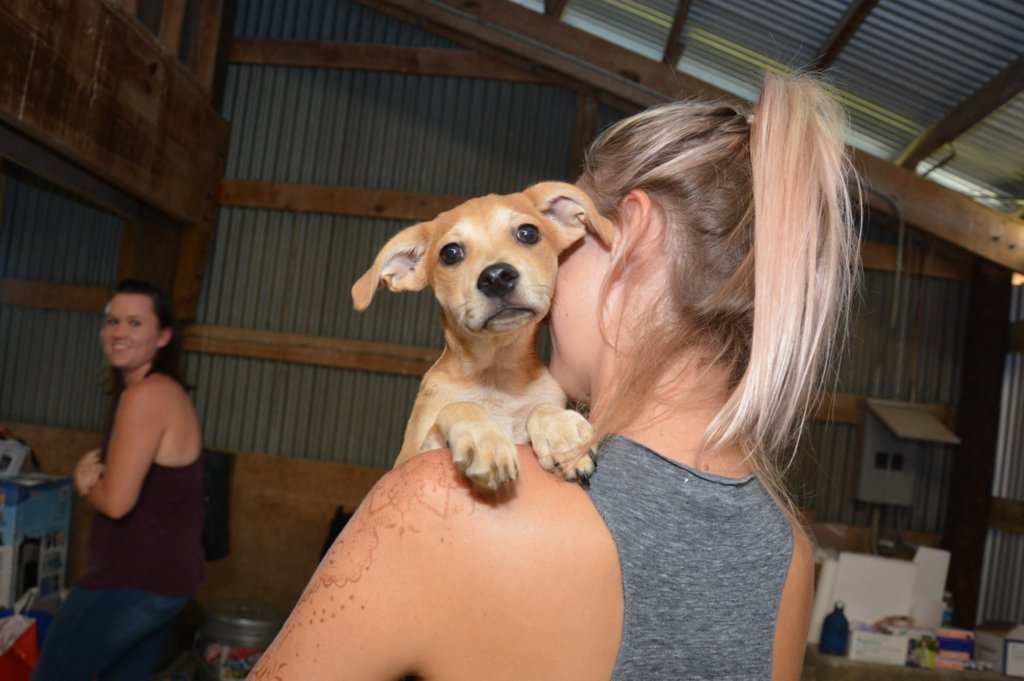 Helping the animals affected Hurricane Harvey