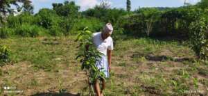 vegetable growing