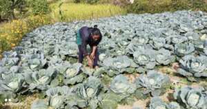 Beneficiaries Growing Vegetables