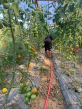 Growing off season tomato for income