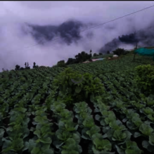 Growing vegetables by local farmers