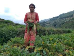 Harvesting vegetables by women
