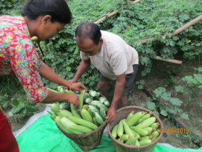 Income from Vegetable growing in Home garden