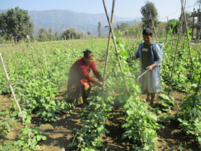 Growing vegetables for income