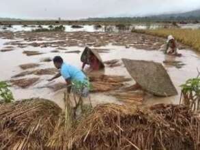 Affected paddy crops in the field