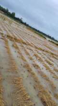 Harvested Paddy crops affected by rainfalls