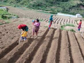 Nursery establishment of off season vegetable