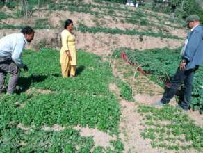 Nursey establishment of off season vegetables