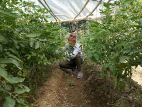 Off season tomatoes production