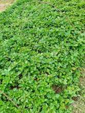 Off season vegetable for good price