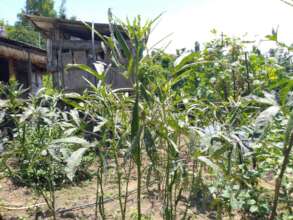 Okra growing for income