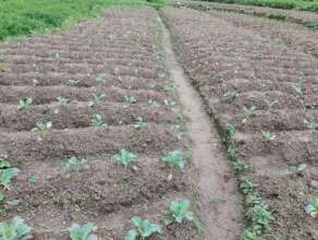 Planting vegetables for income