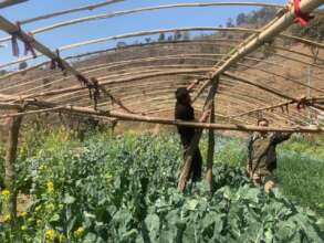 Preparation of tunnel for off season vegetable