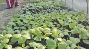 Prepared nursery by local women