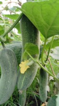 Produced cucumber by local women