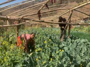 Producing vegetables in tunnel