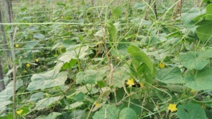 Rural farmer producing off season vegetables