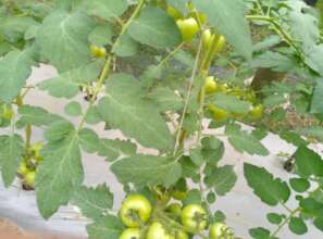 Tomato production in tunnel