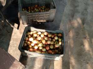 Tomato ready to sell market