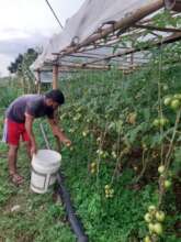 Vegetable harvest for market