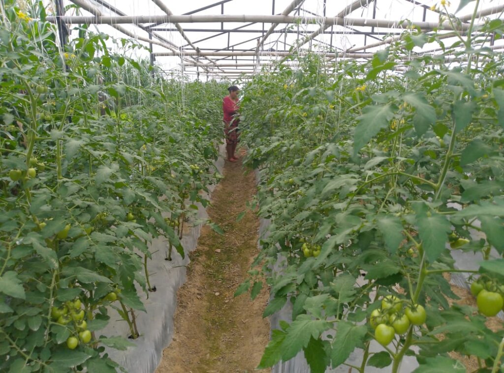 Best practices of tomato production for income