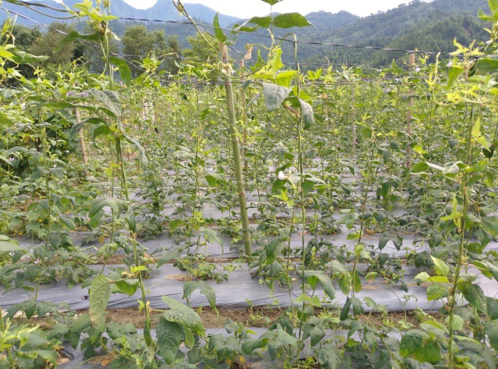 Minimize indoor smoke pollution for women health