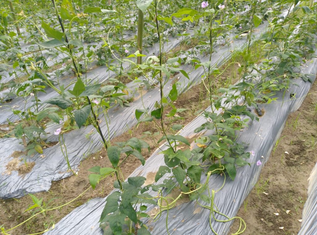 Minimize indoor smoke pollution for women health