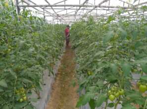 Best practices of tomato production for income
