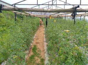 Off season growing for income generation