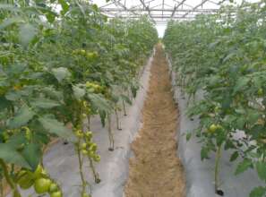 Off season tomato production for income generation