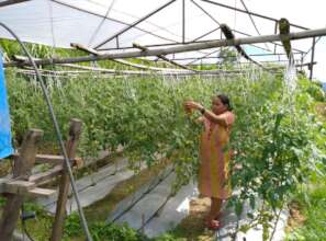 Off season tomato production for income